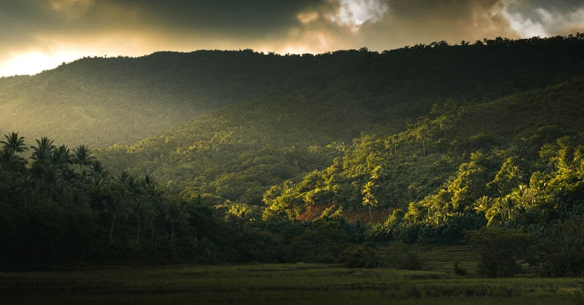 A lush green rainforest valley